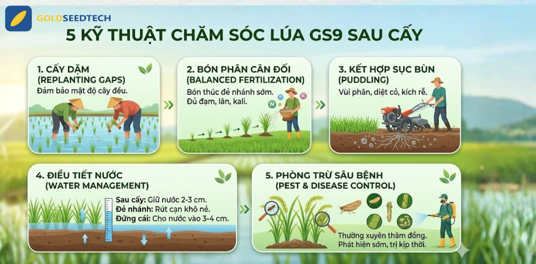5 Kỹ thuật chăm sóc lúa GS9 sau cấy hiệu quả, đẻ nhánh khỏe