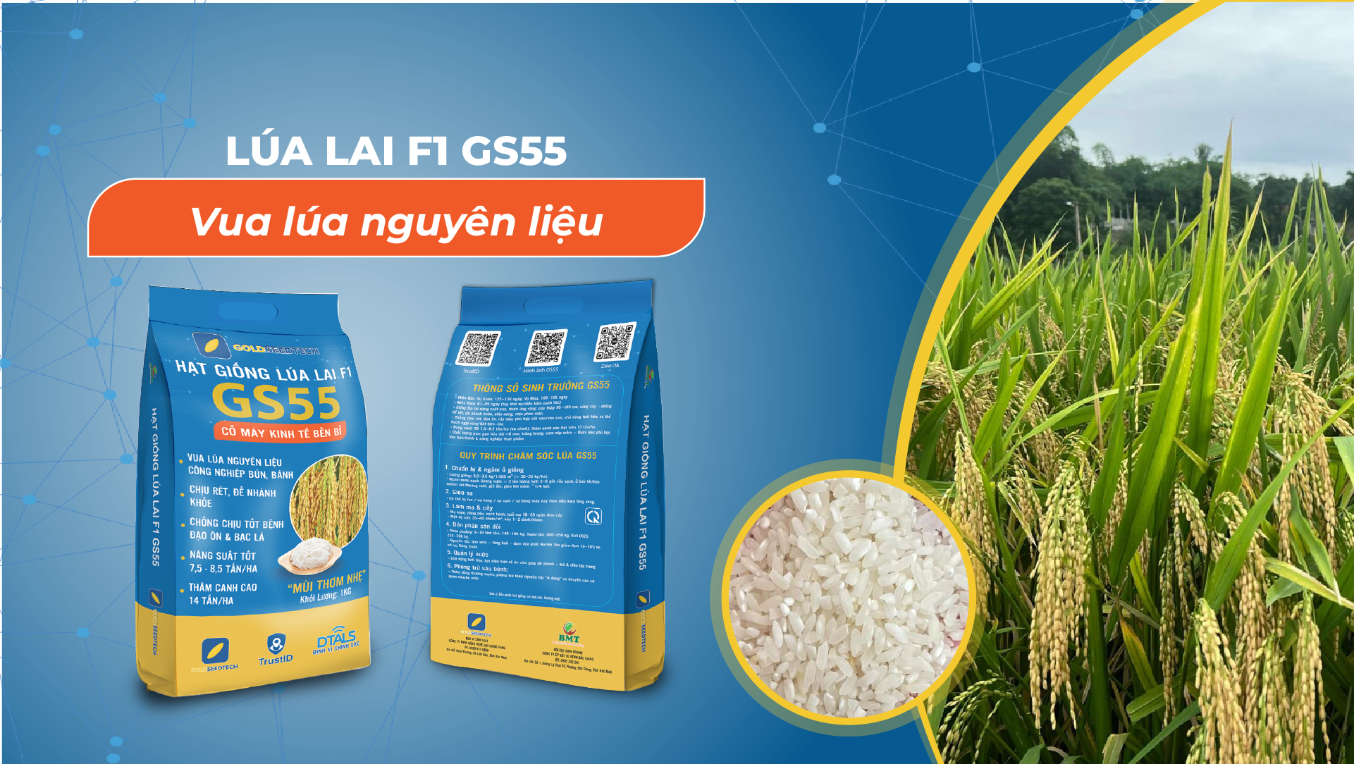 Banner giống lúa lai F1 GS55 2
