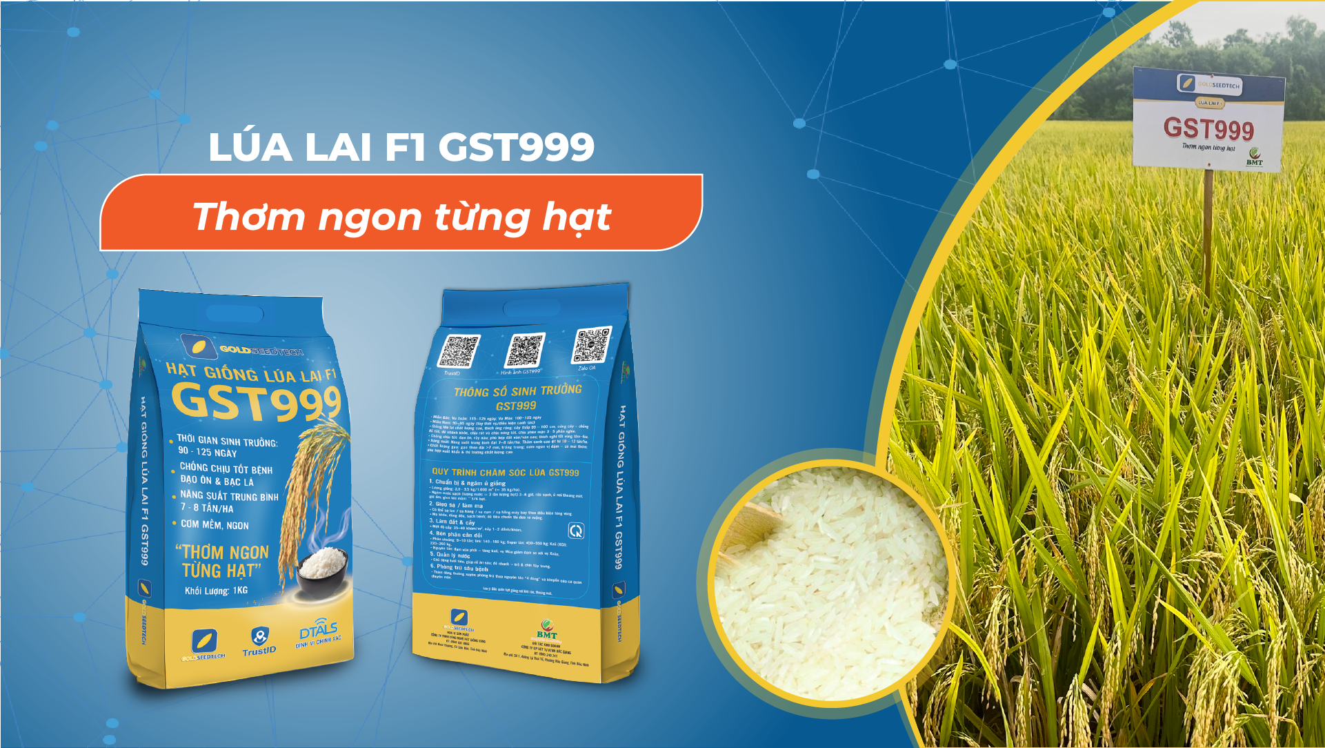 Banner giống lúa lai F1 GST999 2