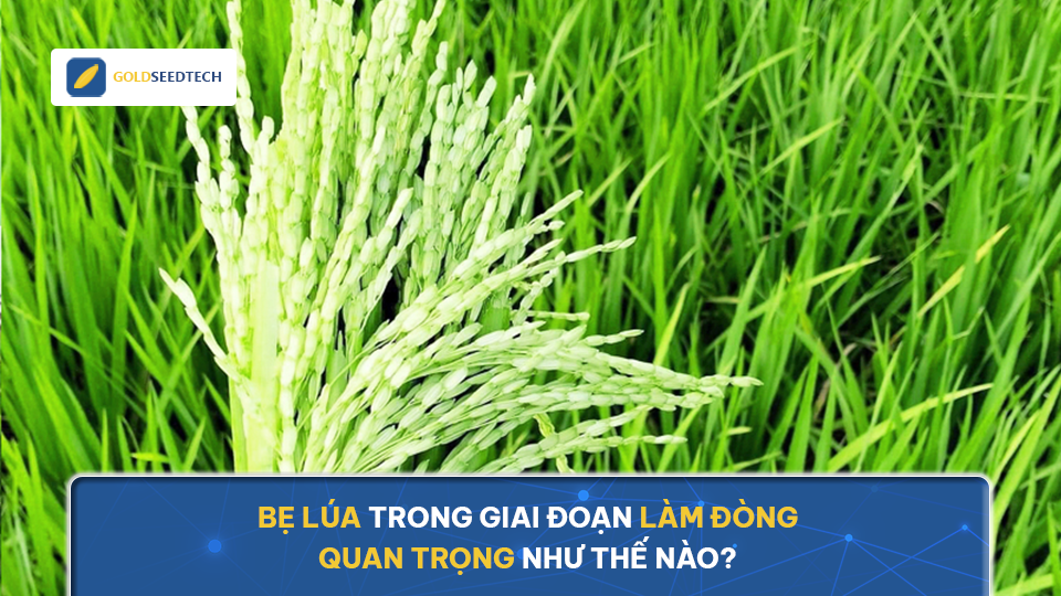 Bẹ lúa trong giai đoạn làm đòng quan trọng như thế nào? Bật mí vai trò cốt lõi và cách bảo vệ hiệu quả