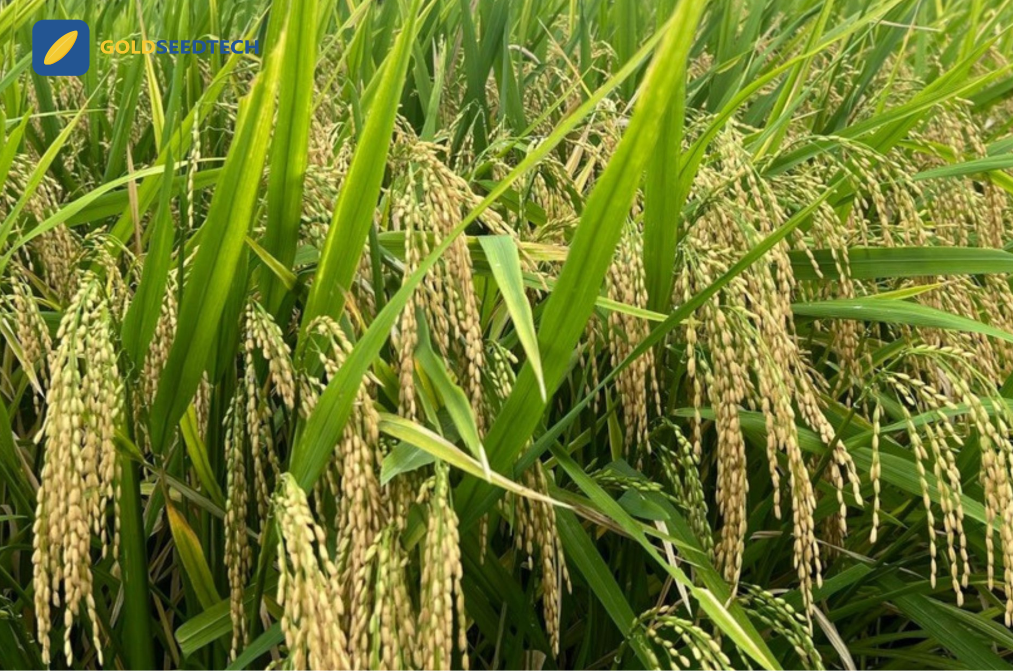 Cánh đồng GS55 tại Hòa Bình