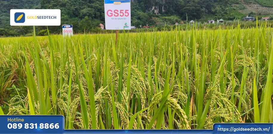 Giống Lúa GS55