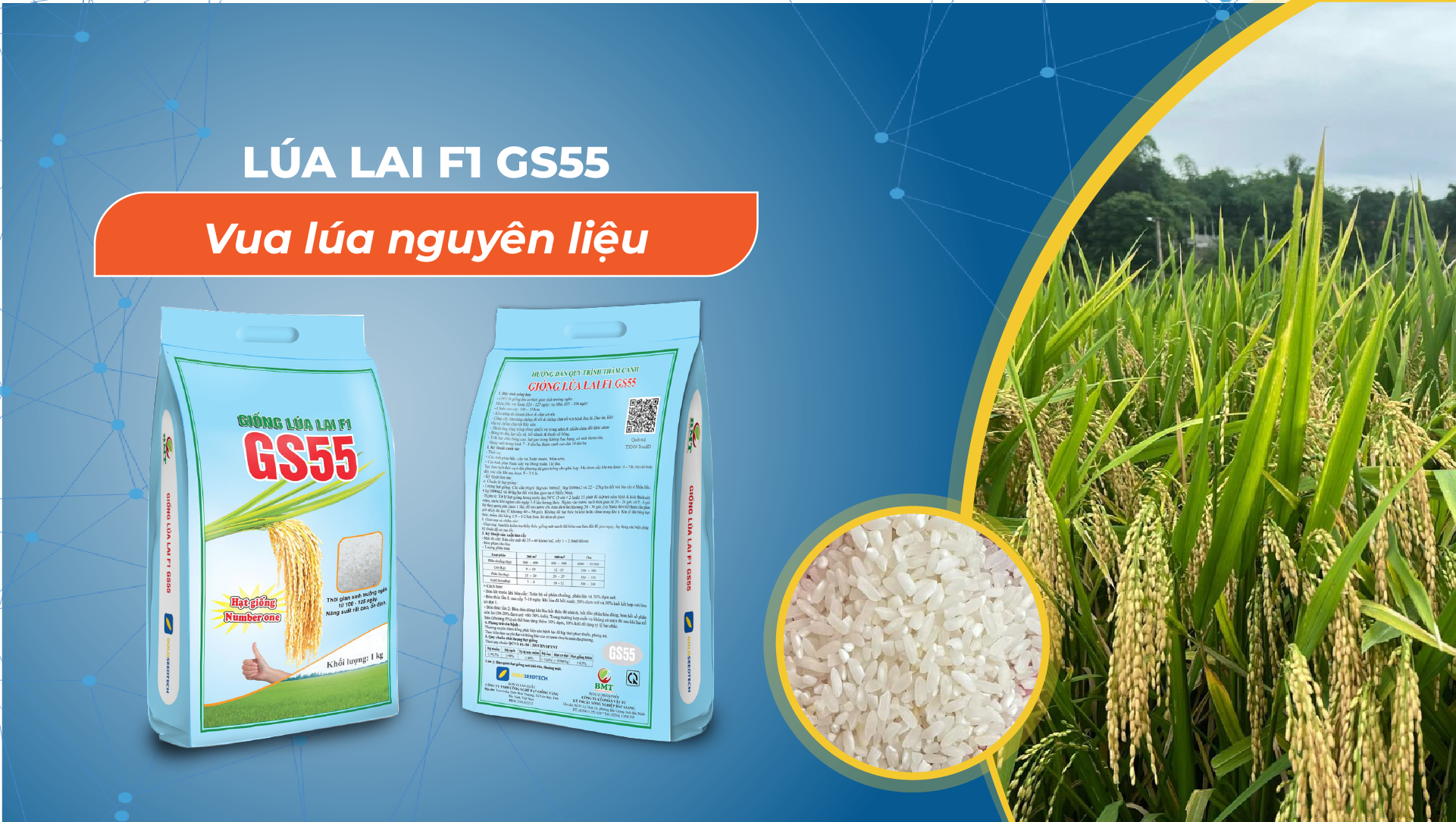 Banner giống lúa lai F1 GS55 2
