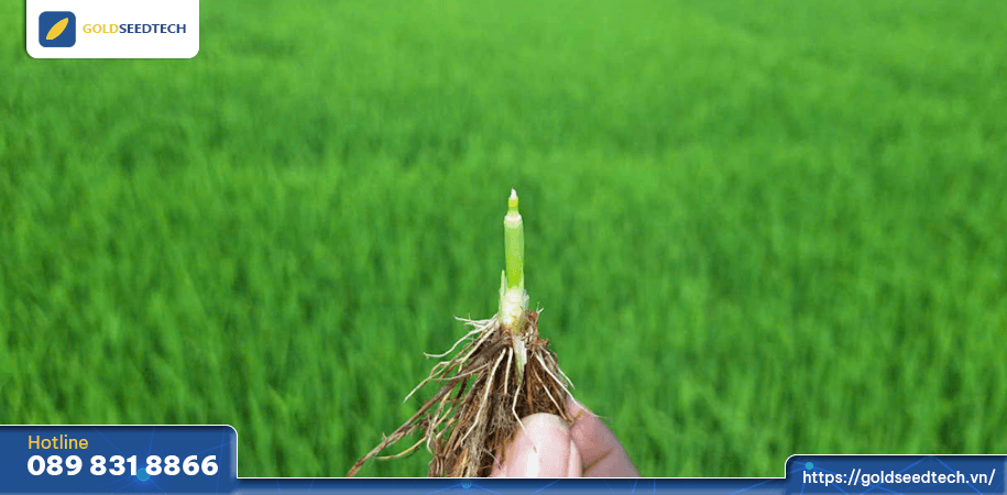 Kĩ thuật xé bẹ kiểm tra tim đèn