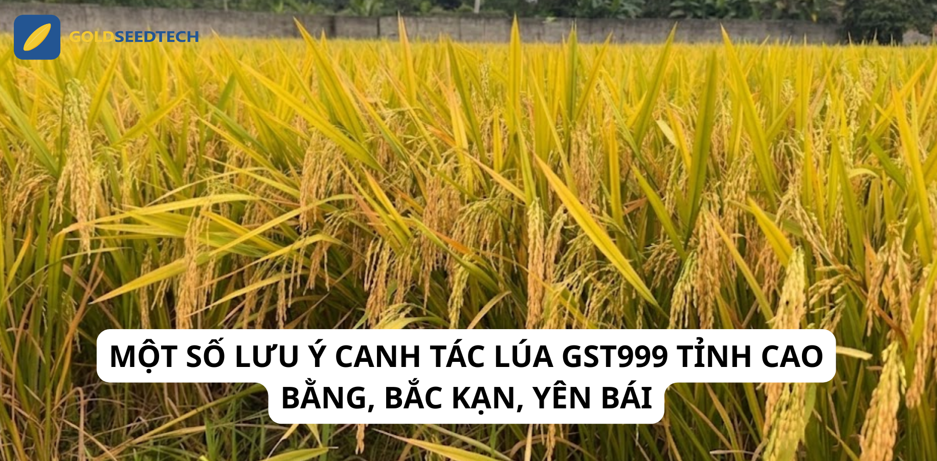 MỘT SỐ LƯU Ý CANH TÁC LÚA GST999 TỈNH CAO BẰNG, BẮC KẠN, YÊN BÁI