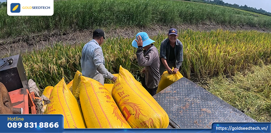 Nông dân bội thu năng suất cùng giống lúa lai F1 GST999