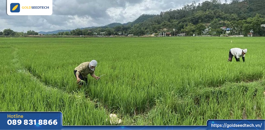 Nông dân thăm ruộng kiểm tra rầy phấn trắng vụ hè thu