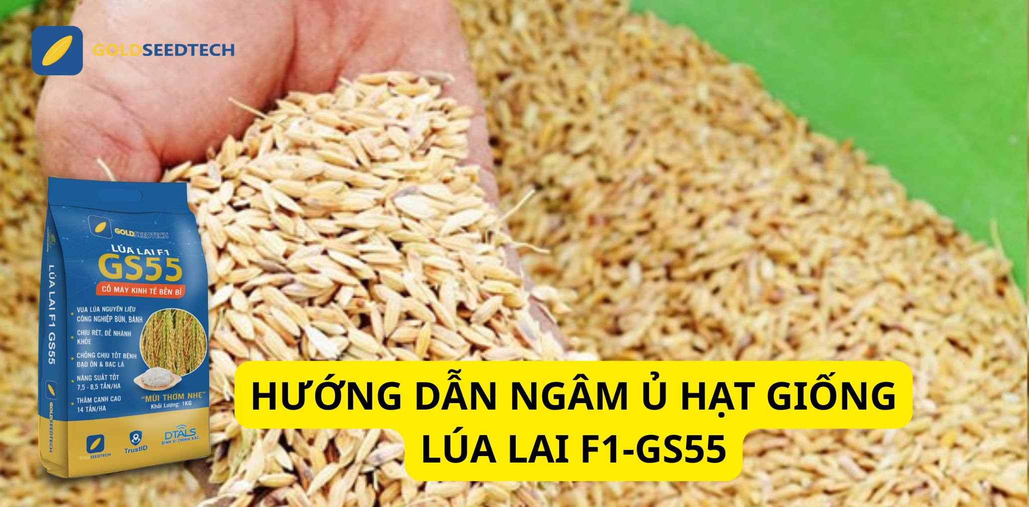 Hướng dẫn ngâm ủ giống lúa lai F1 - GS55