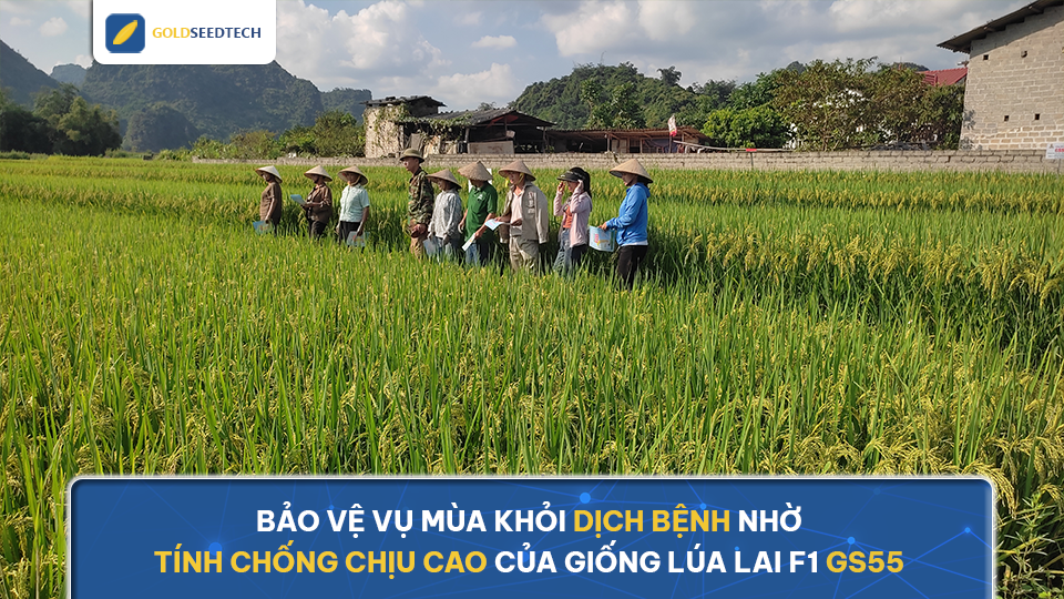 Bảo vệ vụ mùa khỏi dịch bệnh nhờ tính chống chịu cao của giống lúa lai F1 GS55