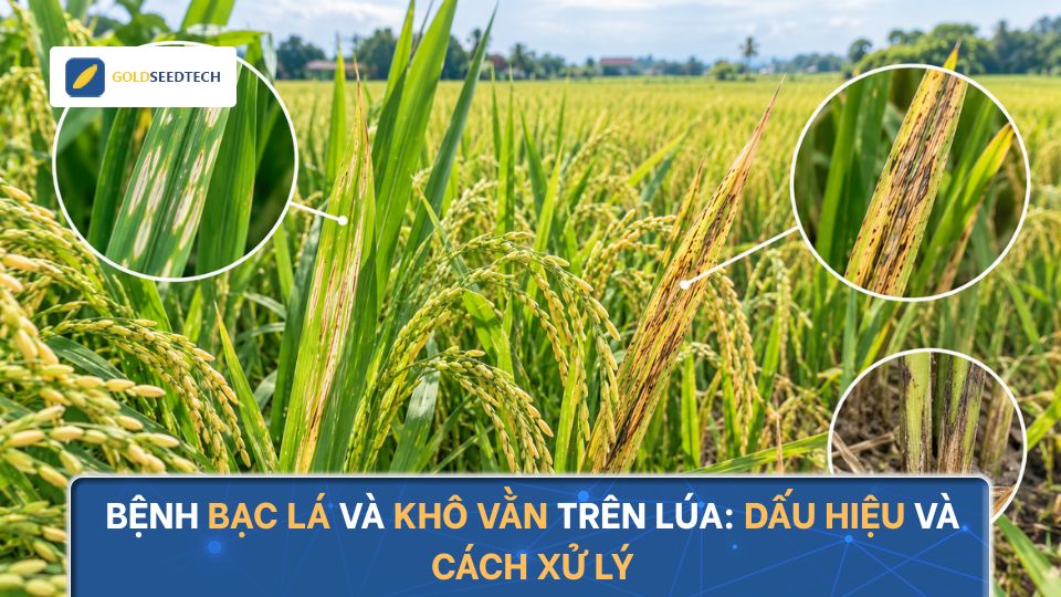 Bệnh bạc lá và khô vằn trên lúa: Dấu hiệu nhận biết và cách xử lý hiệu quả