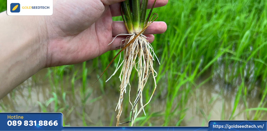 Bộ rễ lúa nhiều rễ trắng
