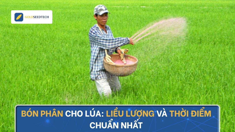  Bón Phân Cho Lúa: Liều Lượng Và Thời Điểm Chuẩn Nhất