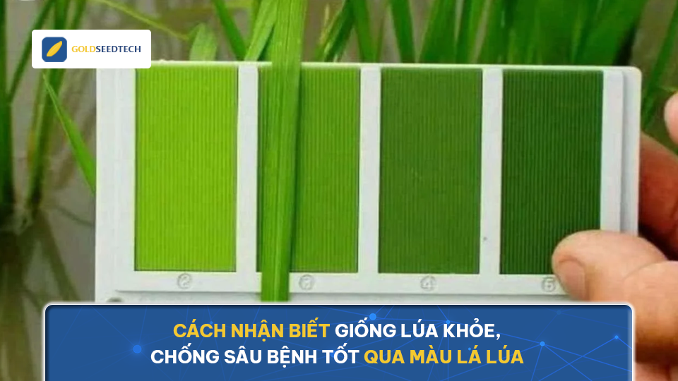 Cách nhận biết giống lúa khỏe, chống sâu bệnh tốt qua màu lá lúa