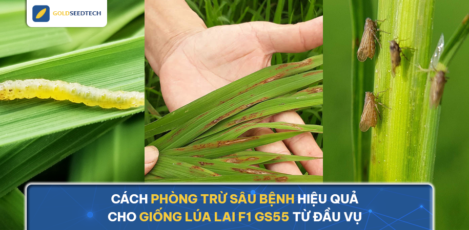 Cách phòng trừ sâu bệnh hiệu quả cho giống lúa lai F1 GS55 từ đầu vụ