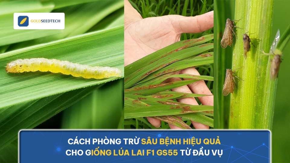 Cách phòng trừ sâu bệnh hiệu quả cho giống lúa lai F1 GS55 từ đầu vụ