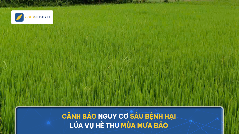 Cảnh báo nguy cơ sâu bệnh hại lúa vụ hè thu mùa mưa bão