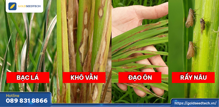 Cảnh báo nguy cơ sâu bệnh hại lúa hè thu mùa mưa bão 2