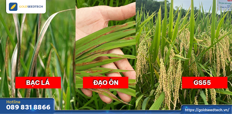 Dịch bệnh và thời tiết thất thường là mối lo lớn nhất của bà con nông dân mỗi vụ mùa.