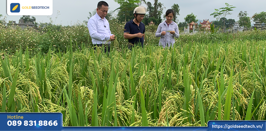 Cánh đồng lúa lai F1 GST999 gieo trồng theo phương thức hữu cơ không phun thuốc BVTV