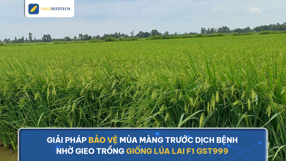 Giải pháp bảo vệ mùa màng trước dịch bệnh nhờ gieo trồng giống lúa lai F1 GST999