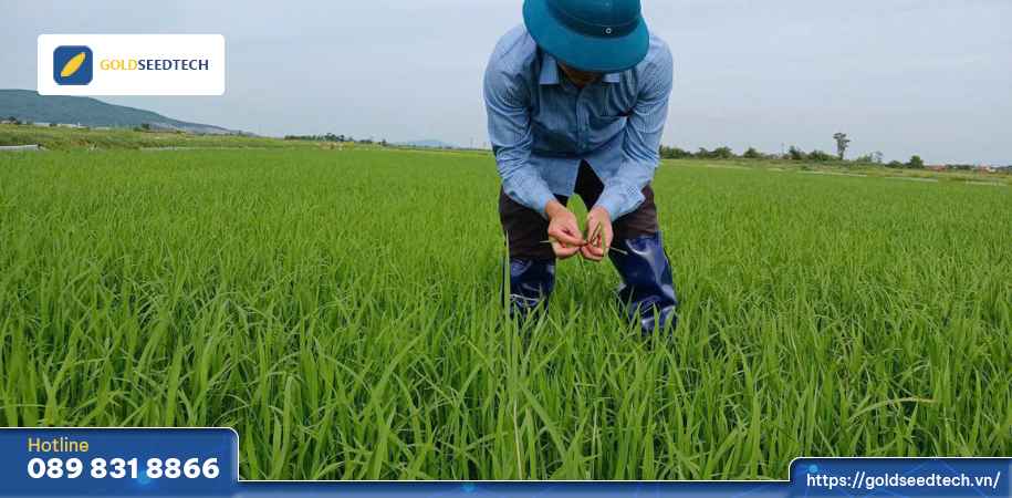 Giống Lúa GS55