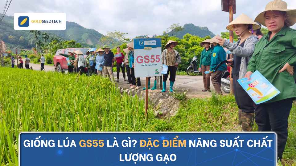 Giống lúa GS55 là gì? Đặc điểm, năng suất, chất lượng gạo