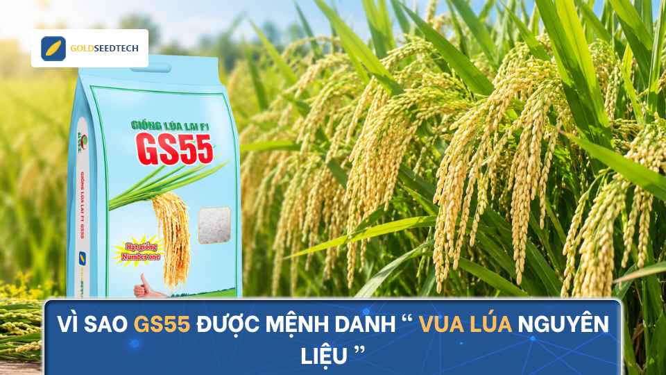 Vì Sao GS55 Được Mệnh Danh "Vua Lúa Nguyên Liệu"?