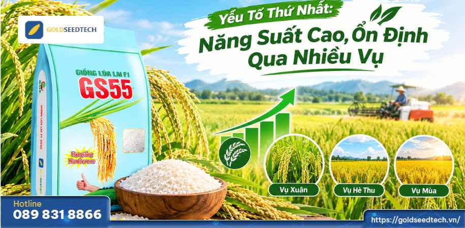 Giống Lúa GS55