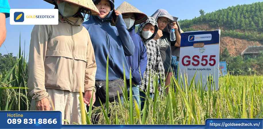 Giống Lúa GS55