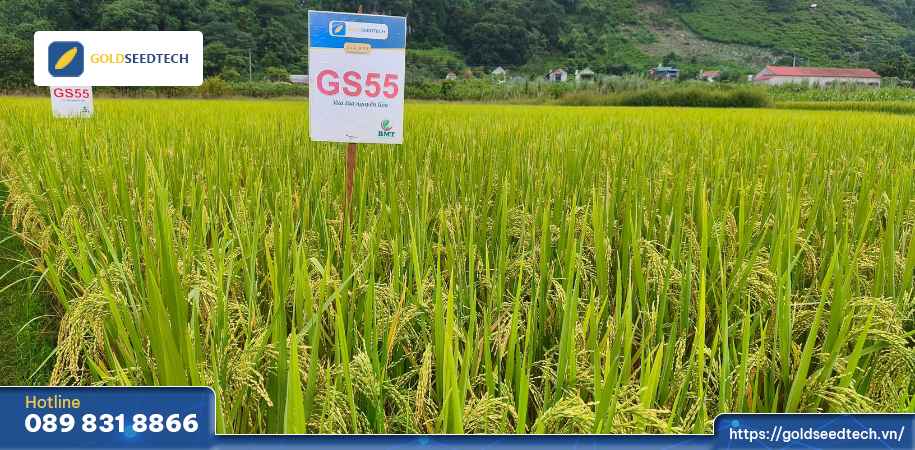 Giống Lúa GS55