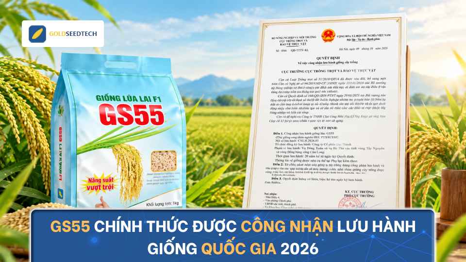 GS55 Chính Thức Được Công Nhận Lưu Hành Giống Quốc Gia 2026
