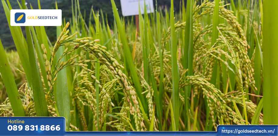 Giống Lúa GS55