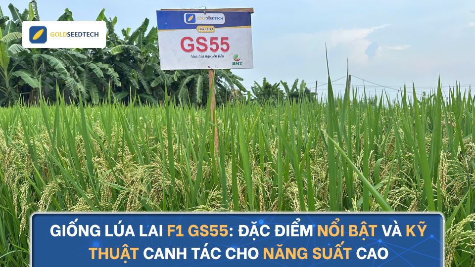 Giống lúa lai F1 GS55: Đặc điểm nổi bật và kỹ thuật canh tác cho năng suất cao