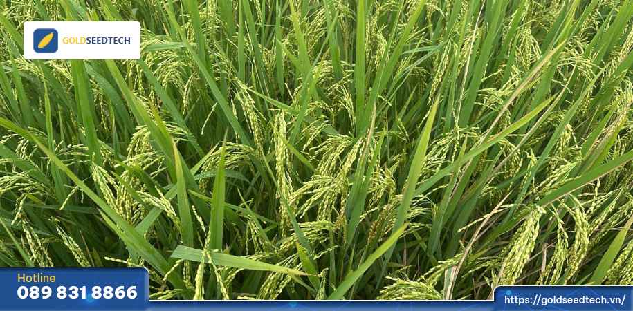 Giống lúa lai F1 GS55