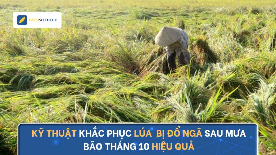 Kỹ Thuật Khắc Phục Lúa Mùa Bị Đổ Ngã Sau Mưa Bão Tháng 10 Hiệu Quả