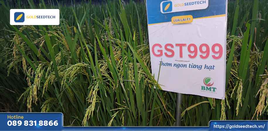 giống lúa gst999