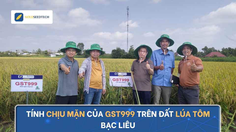 Tính Chịu Mặn Của GST999 Trên Đất Lúa Tôm Bạc Liêu