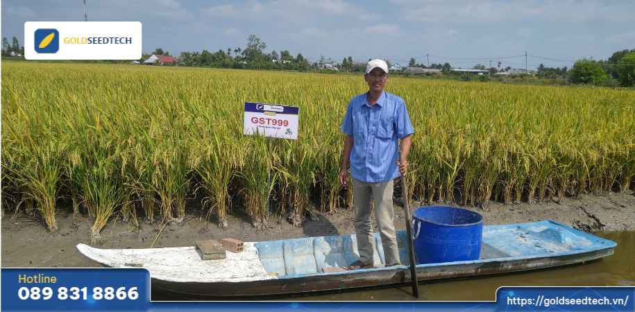 giống lúa gst999