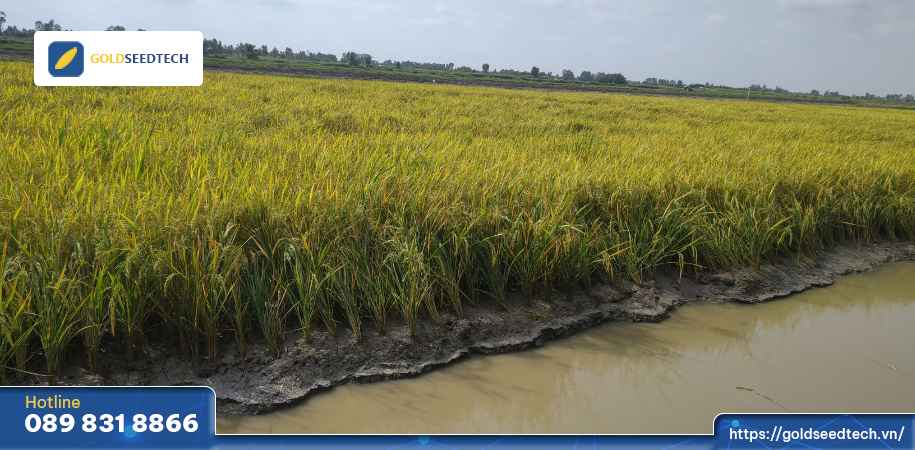 giống lúa gst999