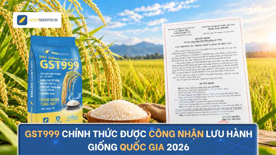 GST999 Chính Thức Được Công Nhận Lưu Hành Giống Quốc Gia 2026