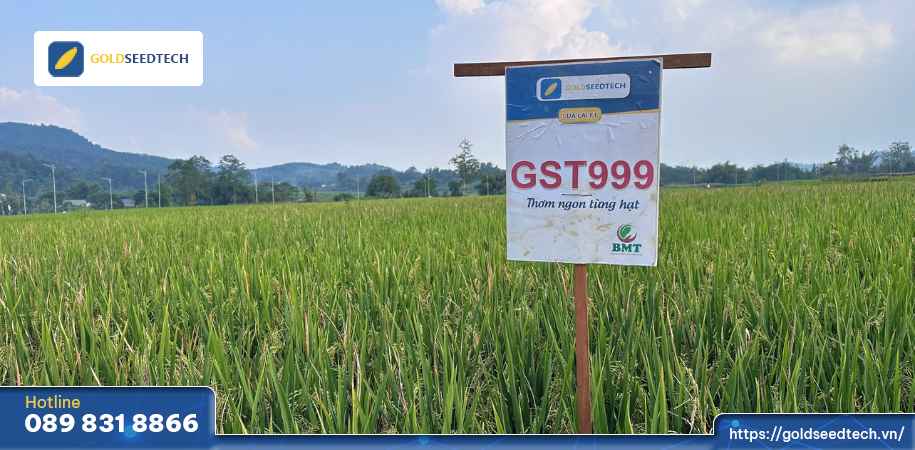 giống lúa gst999