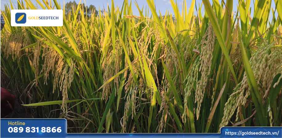 giống lúa gst999