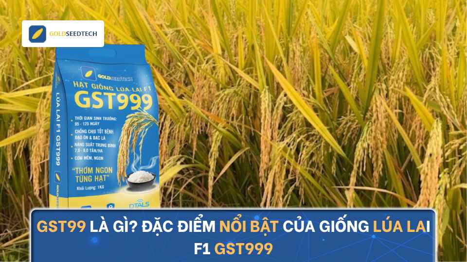 GST999 Là Gì? Đặc Điểm Nổi Bật Của Giống Lúa Lai F1 GST999