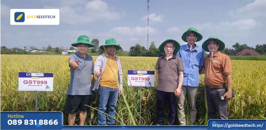 giống lúa gst999