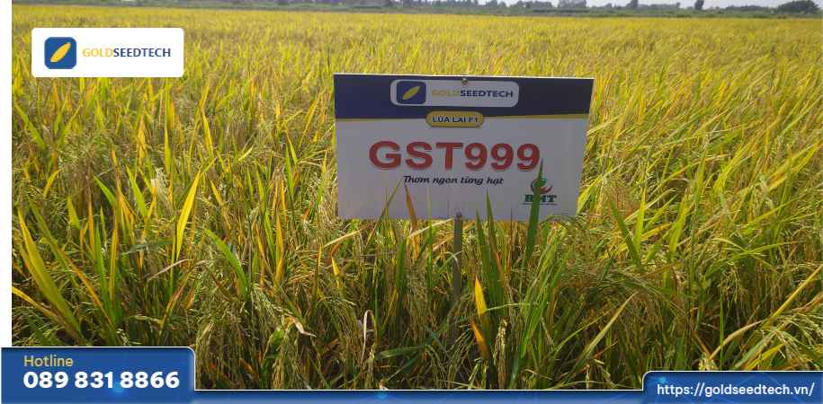 giống lúa gst999