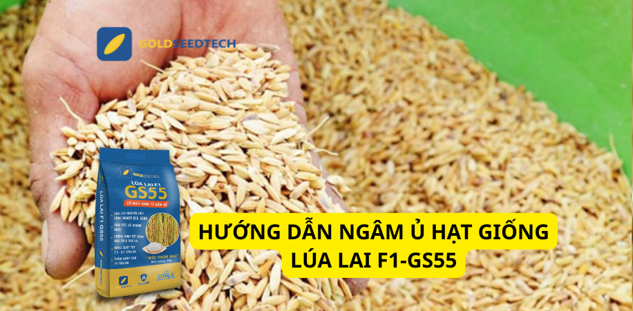 Hướng dẫn ngâm ủ giống lúa lai F1 - GS55