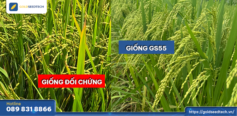 Khả năng kháng bệnh đạo ôn và bạc lá vượt trội của giống lúa F1 GS55 2
