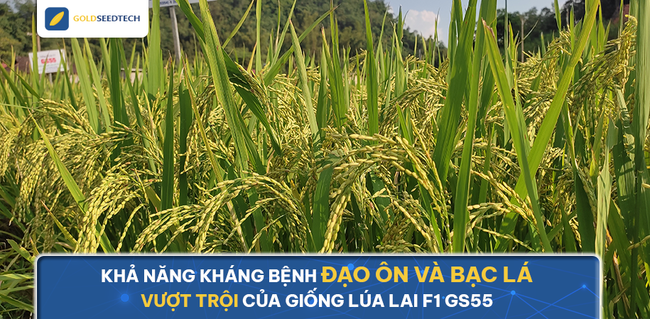 Khả năng kháng bệnh đạo ôn và bạc lá vượt trội của giống lúa lai F1 GS55