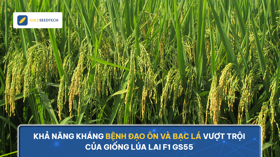 Khả năng kháng bệnh đạo ôn và bạc lá vượt trội của giống lúa lai F1 GS55