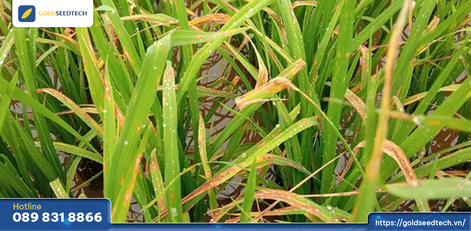Khô vằn lan lên lá lúa